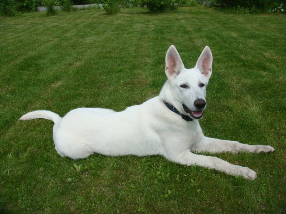 Белая швейцарская овчарка гладкошерстная