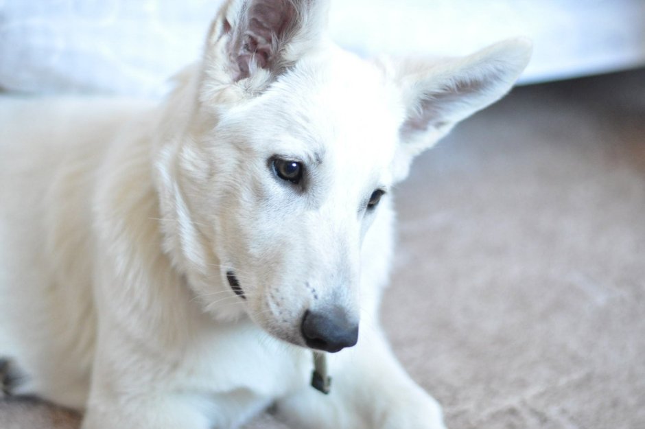 Швейцарская овчарка гладкошерстная