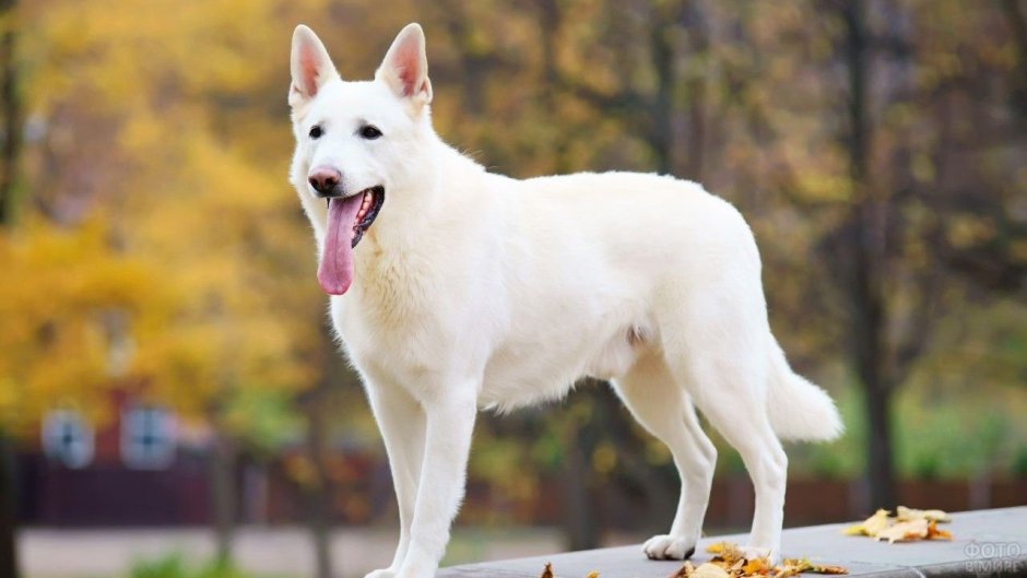 БШО белая швейцарская овчарка