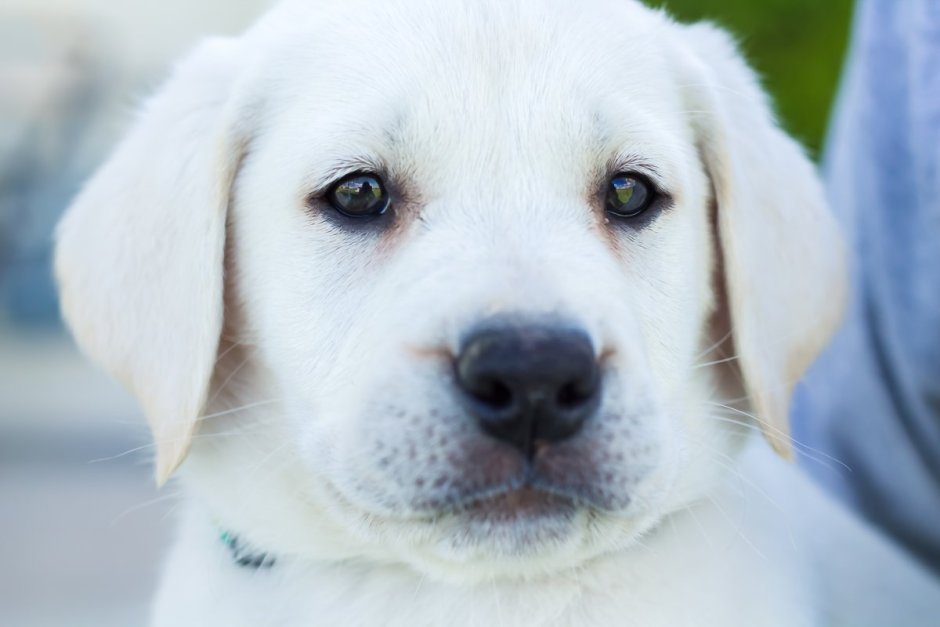 Собака лабрадор белый