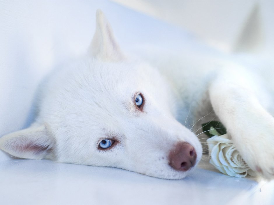 Хаски альбинос