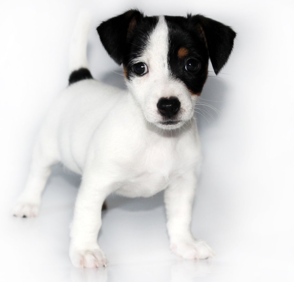 Джек Рассела трел черный