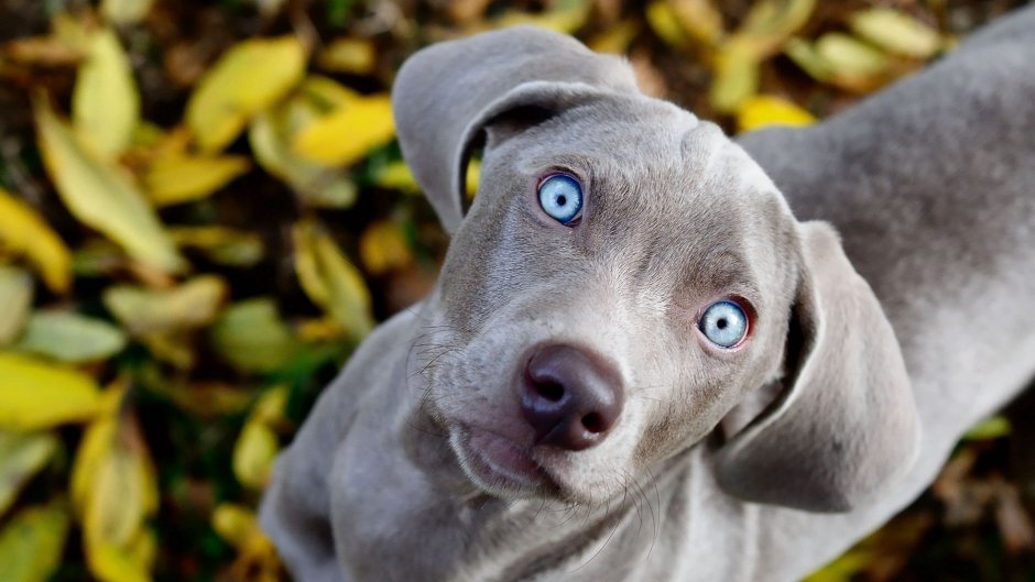 Веймаранер собака