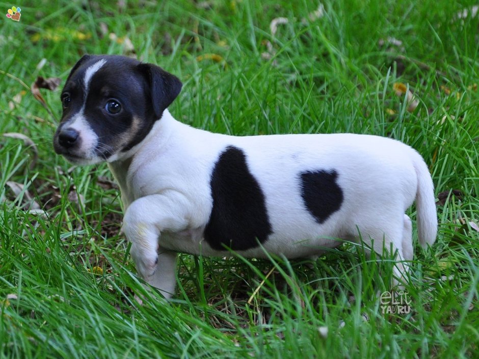 Джекрасл терьер черный