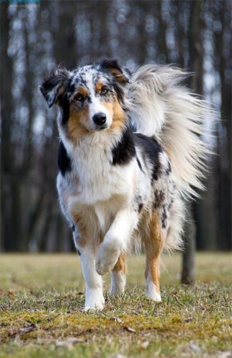 Аусси австралийская овчарка
