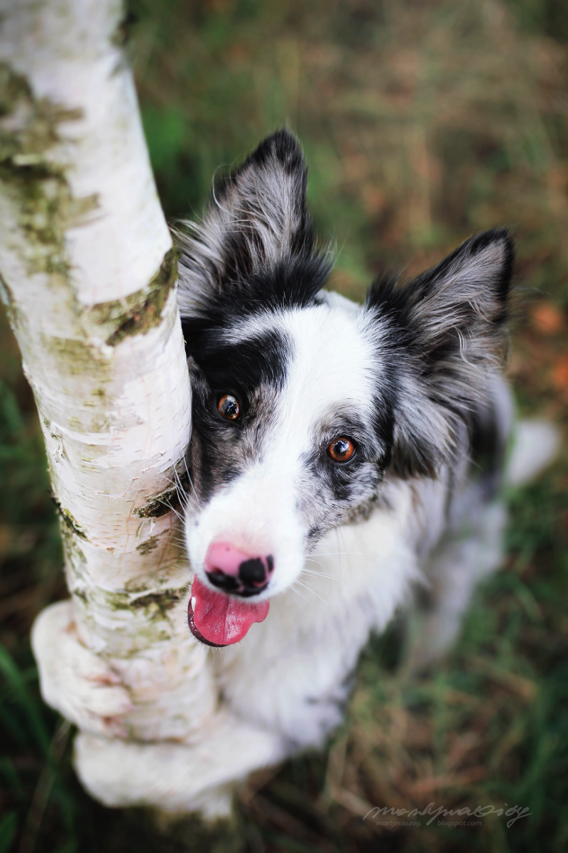 Бордер колли мрамор
