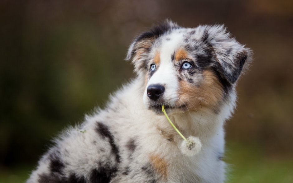 Аусси австралийская овчарка