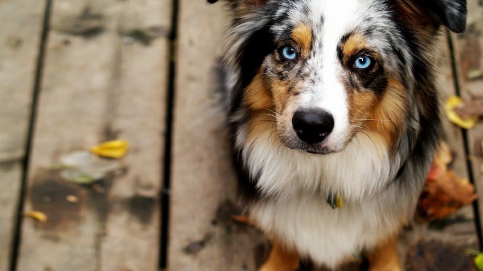 Аусси австралийская овчарка