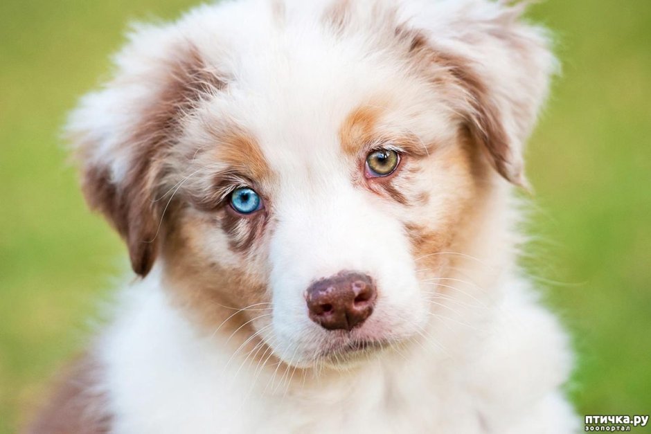 Австралийская овчарка гетерохромия