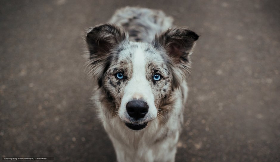 Глаза голубой собаки
