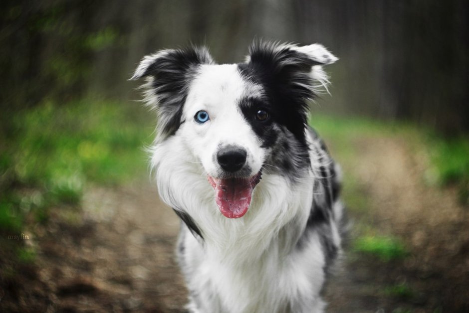 Гладкошерстный бордер колли