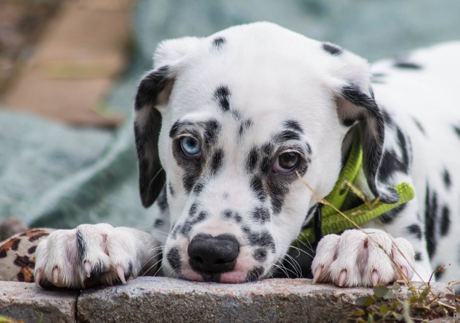 Собака далматинец