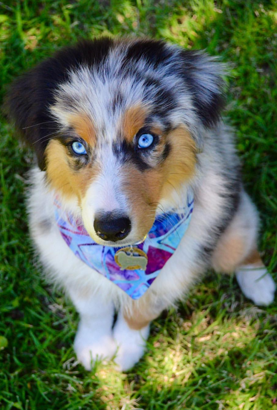 Аусси австралийская овчарка