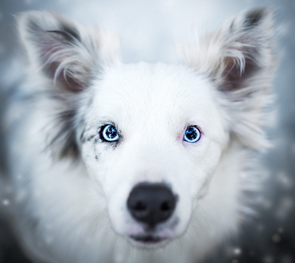 Бордер колли альбинос