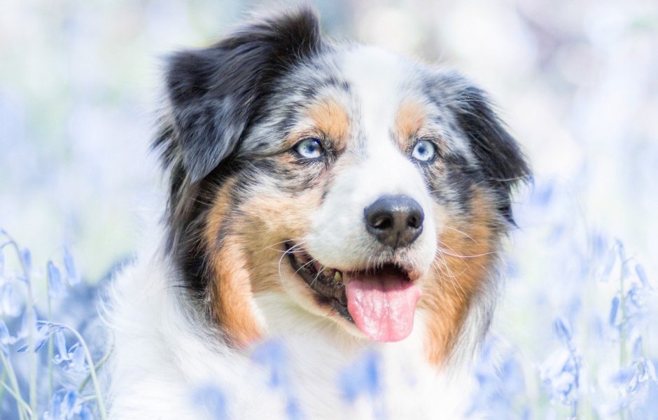 Австралийская пастушья овчарка