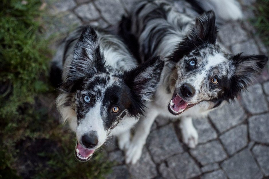 Бордер колли мрамор