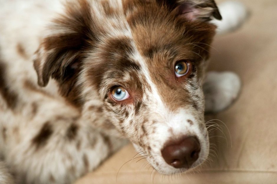 Австралийская овчарка гетерохромия