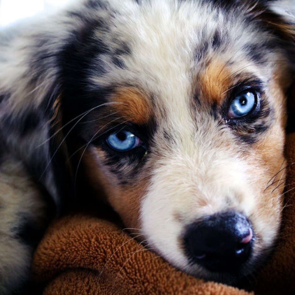 Голубоглазый щенок