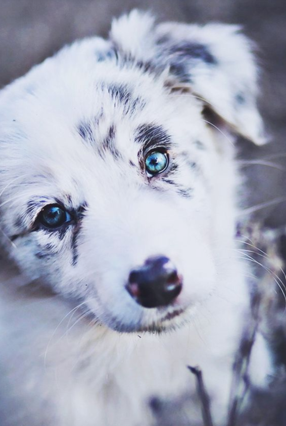 Бордер колли голубой