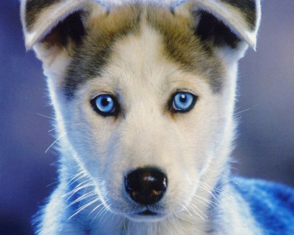 Хаски с голубыми глазами