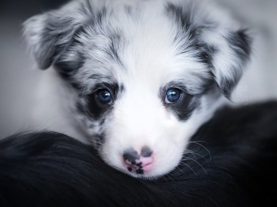 Голубоглазые собаки мелких пород