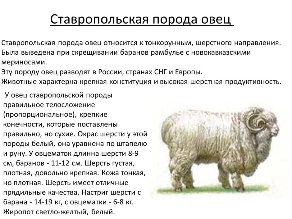 Тонкорунные шерстные породы овец