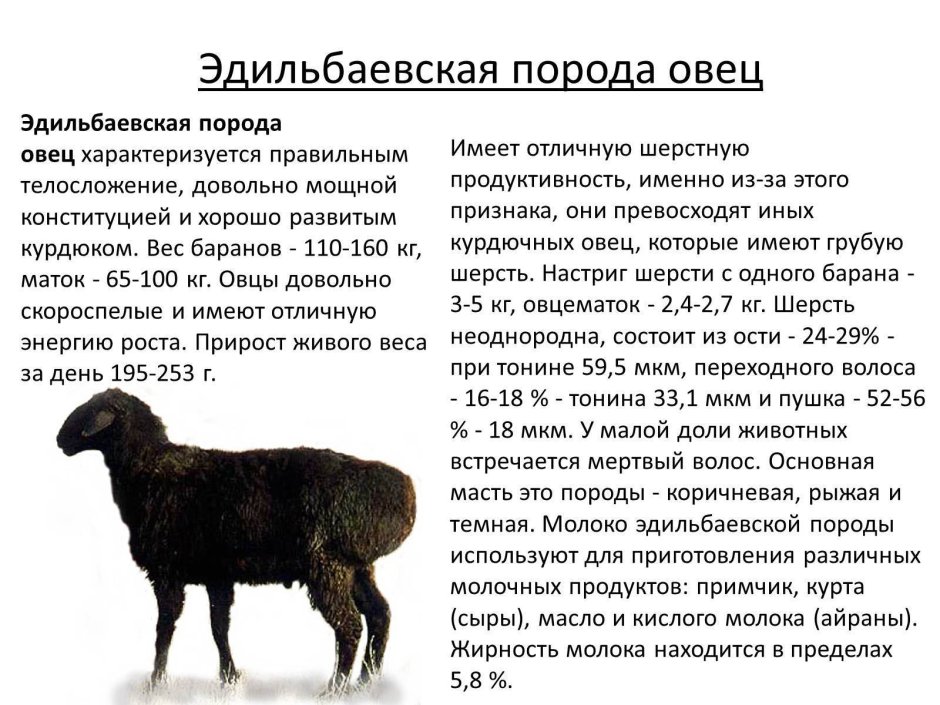 Эдильбаевская порода овец характеристика