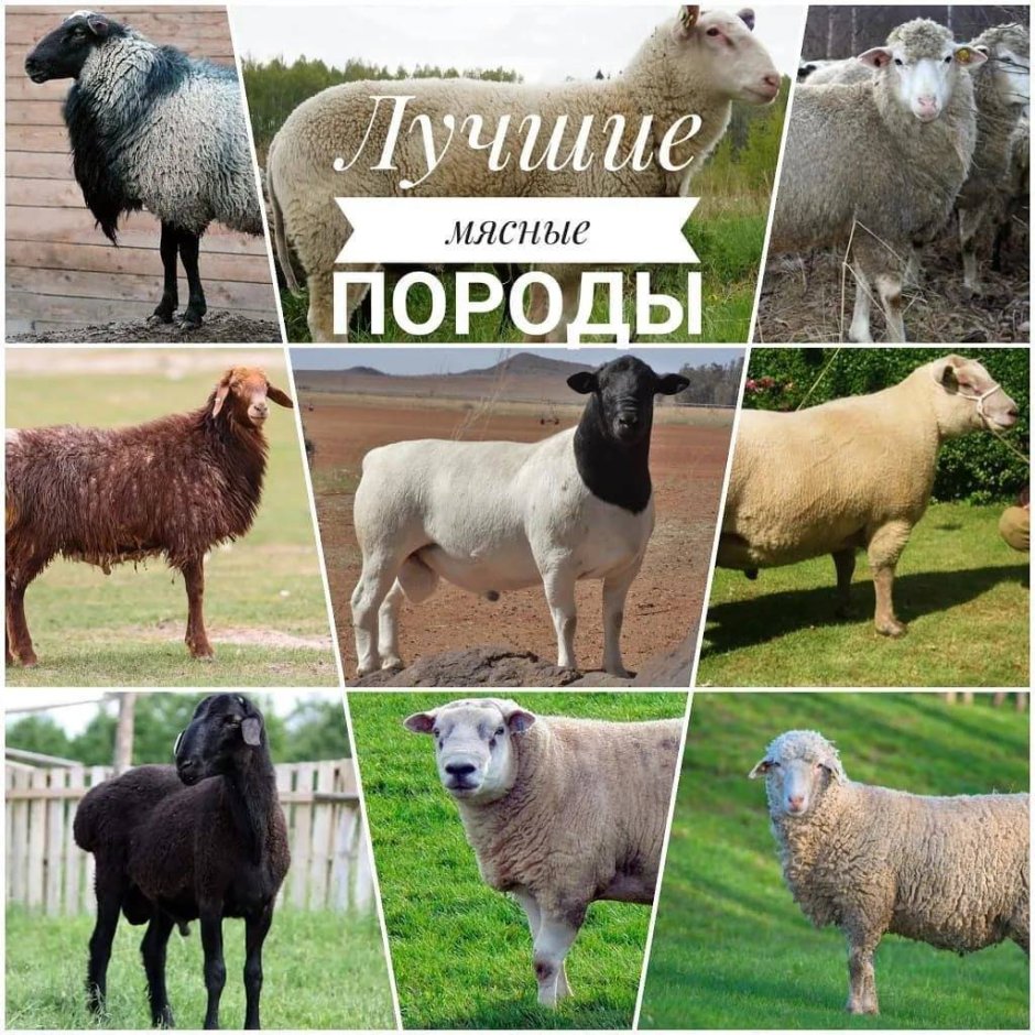 Виды овец