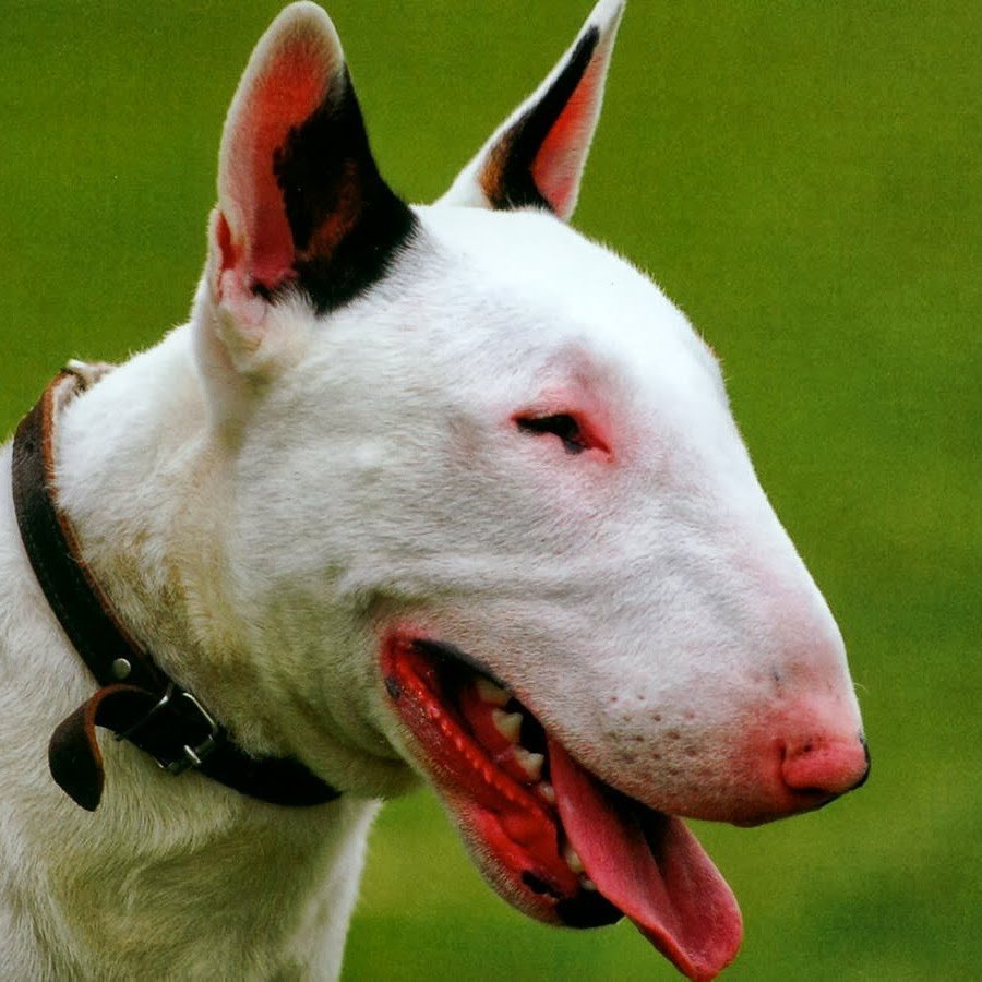 Бойцовская порода бультерьер