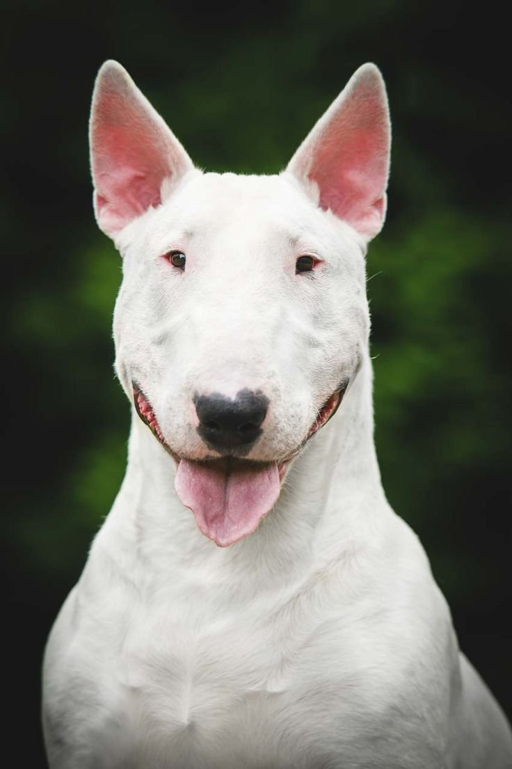 Порода бультерьер