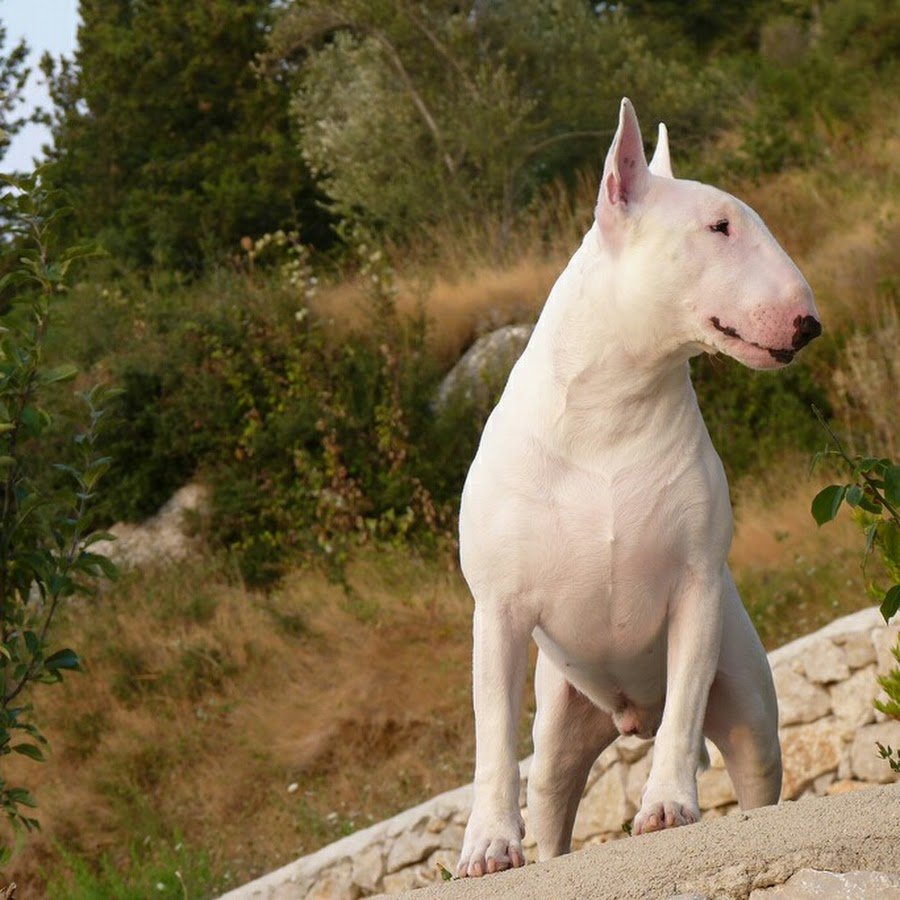 Ориентал и бультерьер