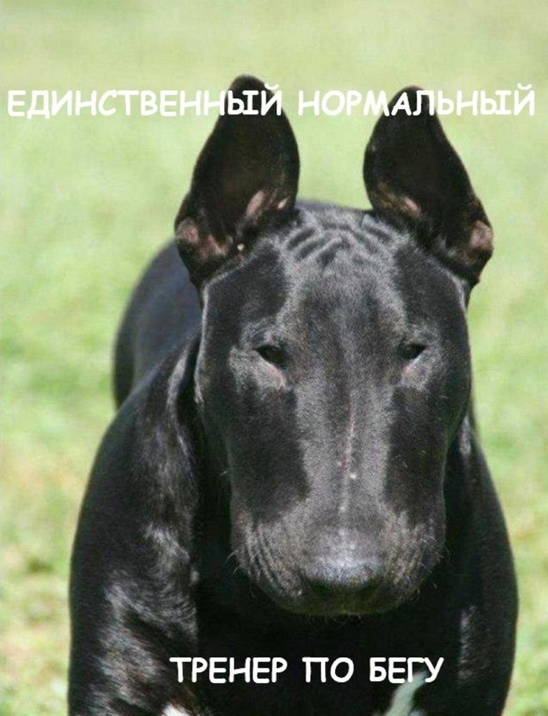 Минибуль черный