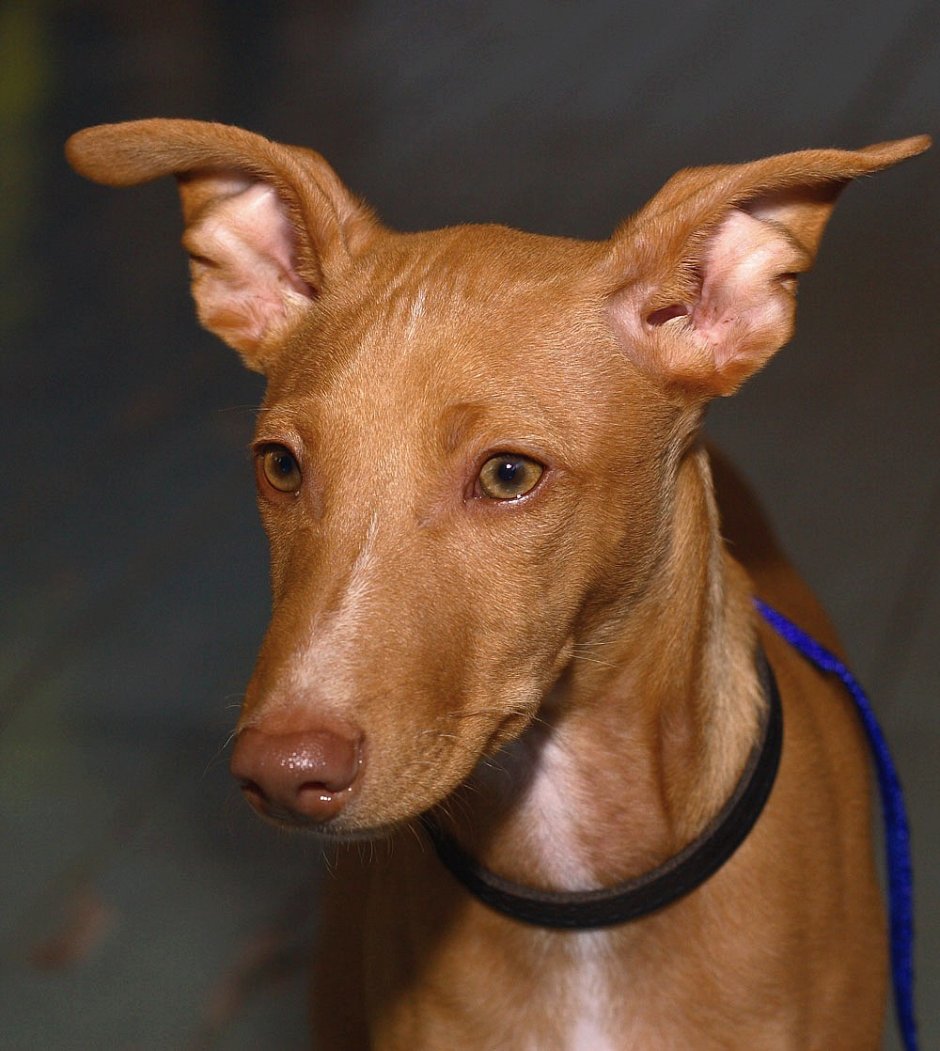 Кенгуровая борзая