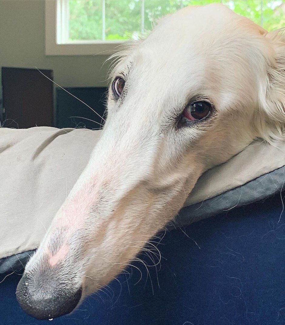 Собака с длинным носом