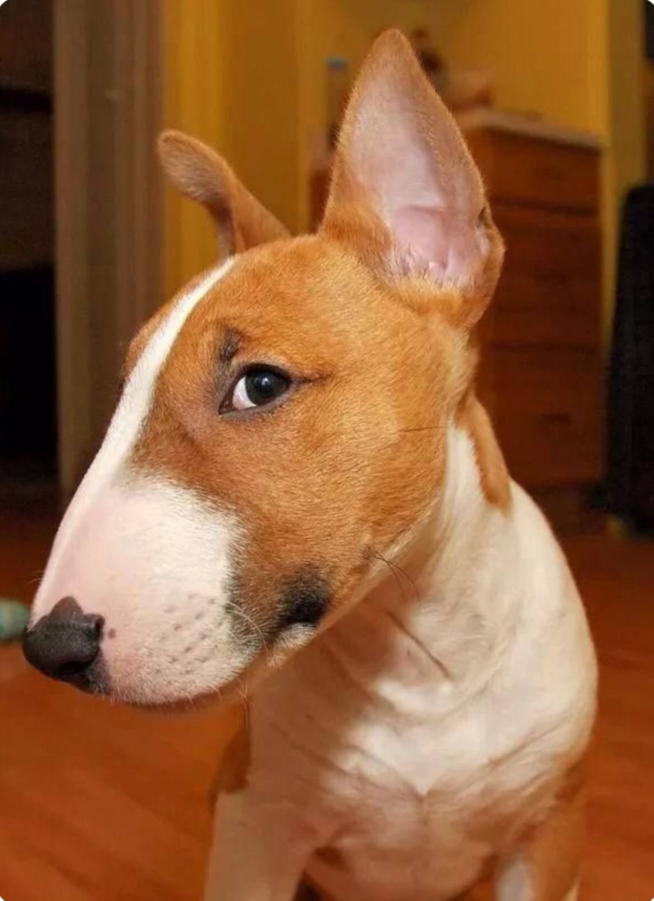 Забавный бультерьер