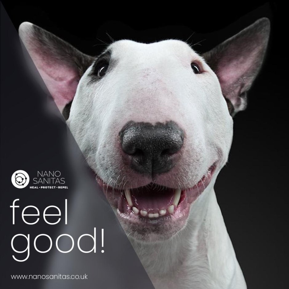 Бультерьер злой Бойцовский чёрный