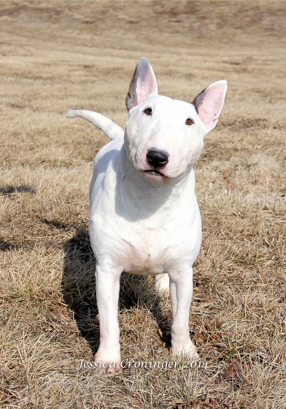 Аргентинский дог злой