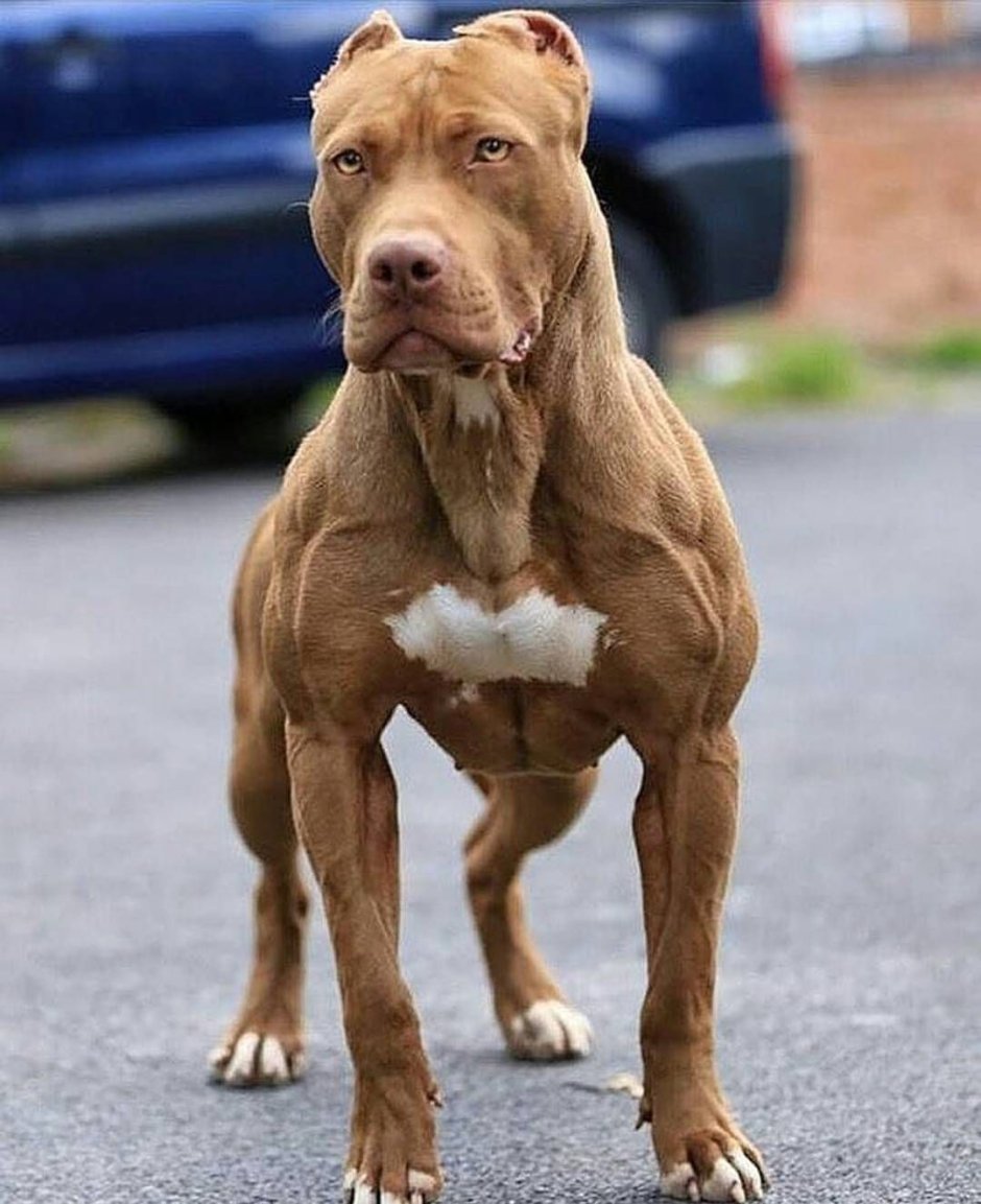 Бандог собака
