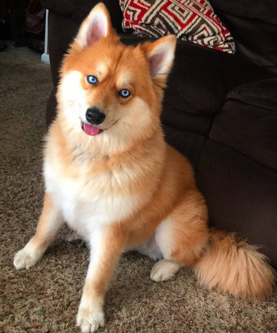 Сиба ину и корги