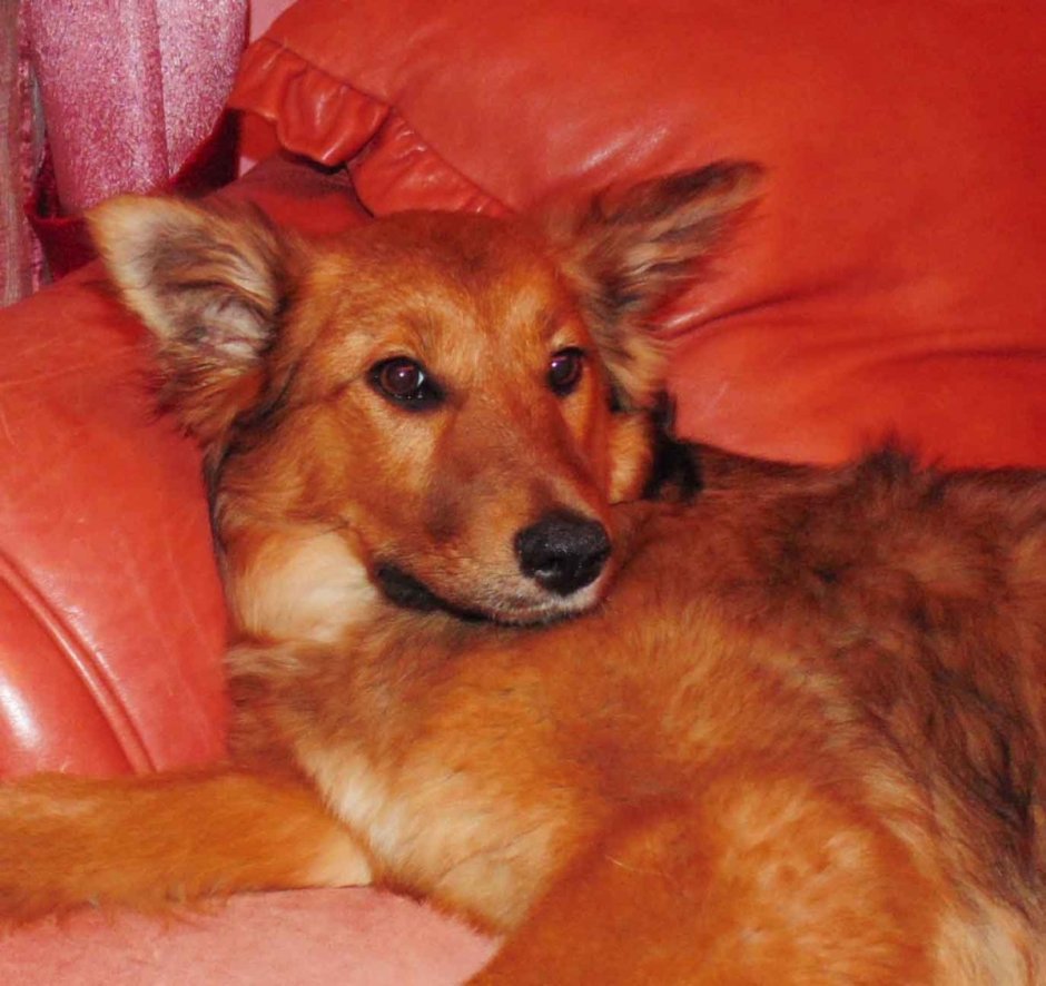 Эфиопский Гривистый волк