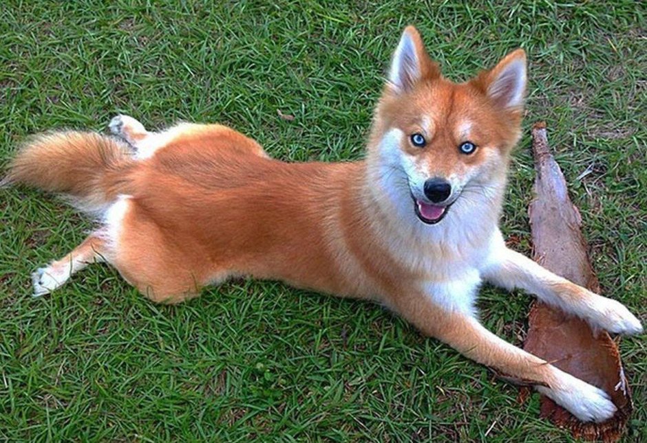 Счастливая лиса Джунипер