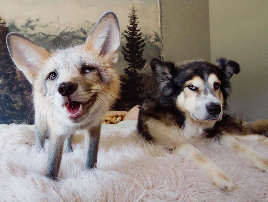 Собака скрещенная с лисой