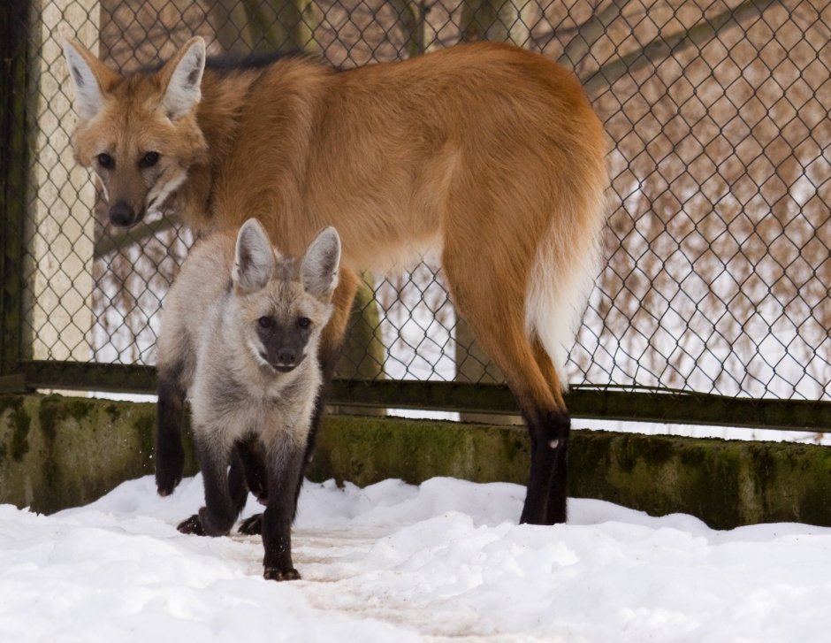 Гибрид собаки и лисы