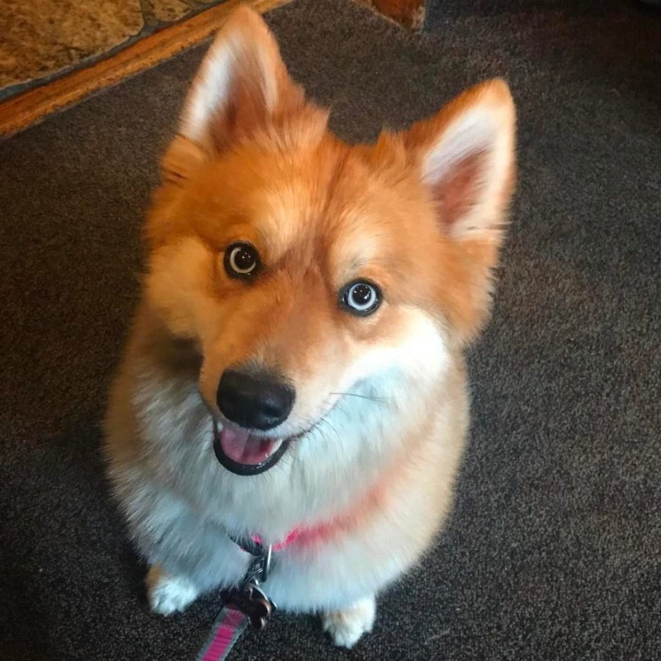 Кросс Фокс Лис