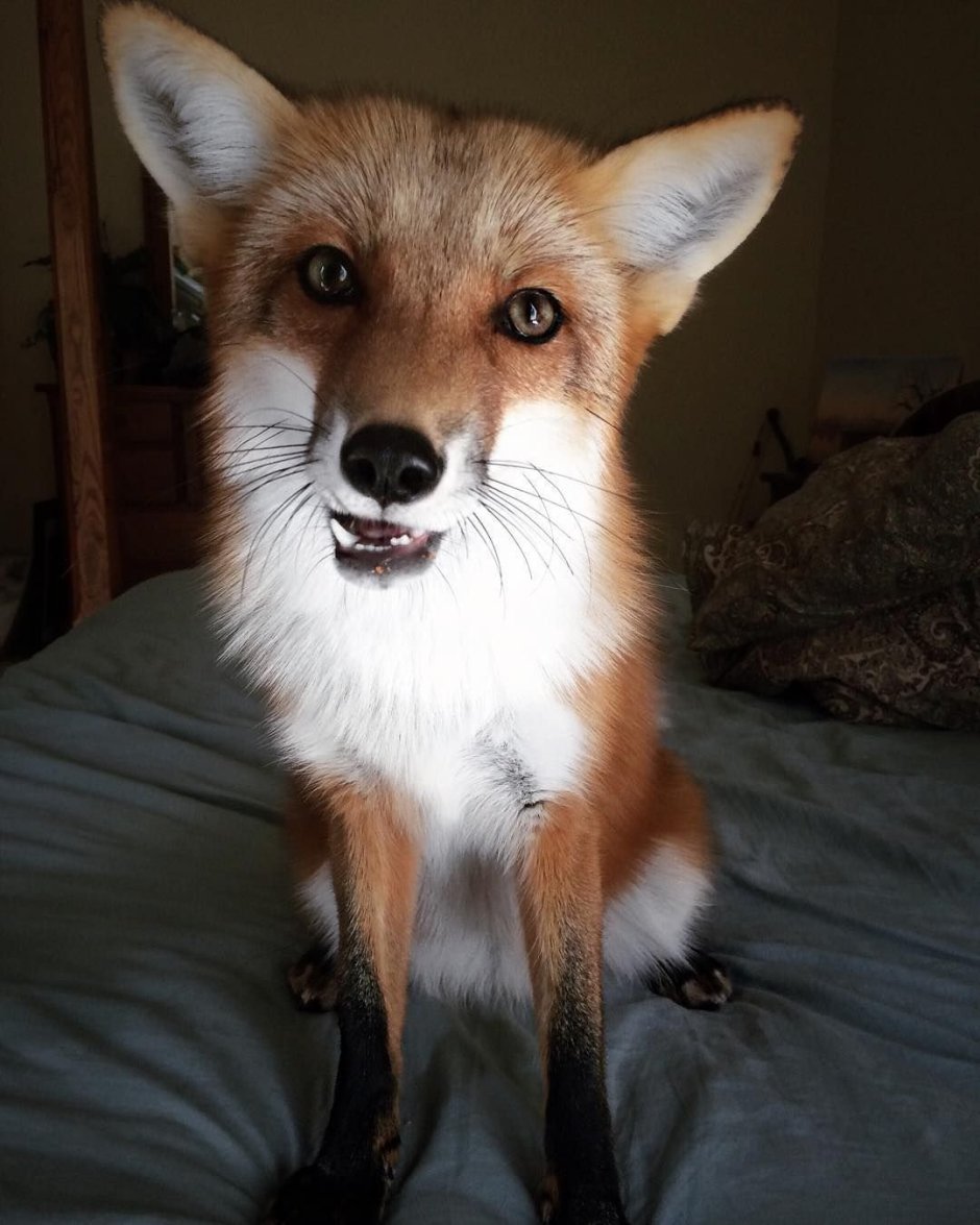 Волк лиса Гривистый волк