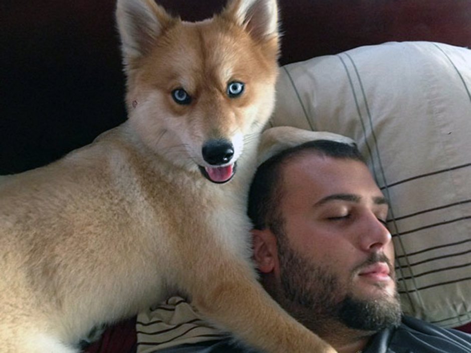 Койот и Шакал