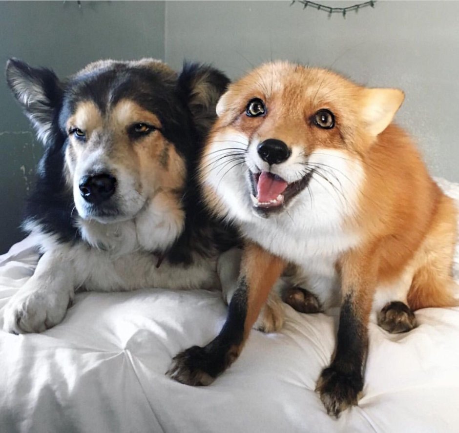 Смесь хаски и лисы