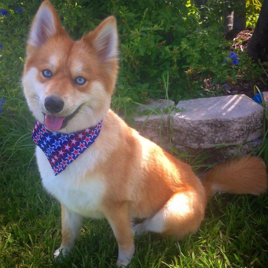 Корги и енот