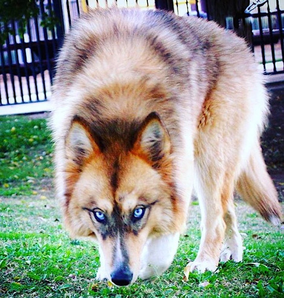 Гривастый волк с человеком
