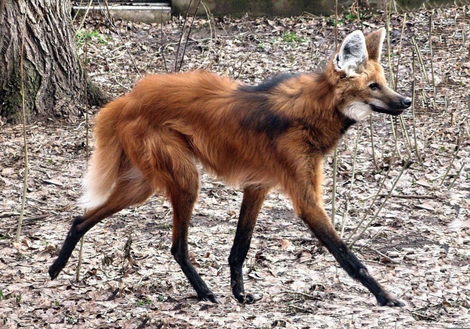 Лисья помски собака